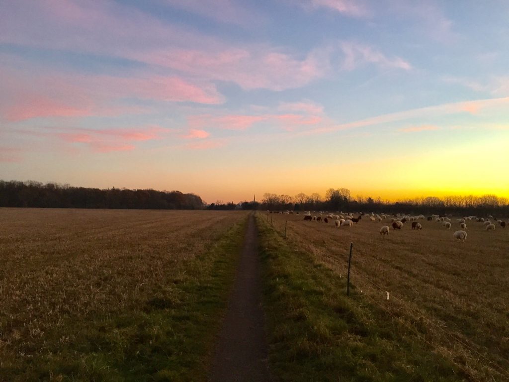 Photo of sunrise over a field path