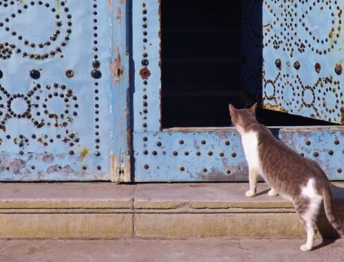 A cat looking through an open door.