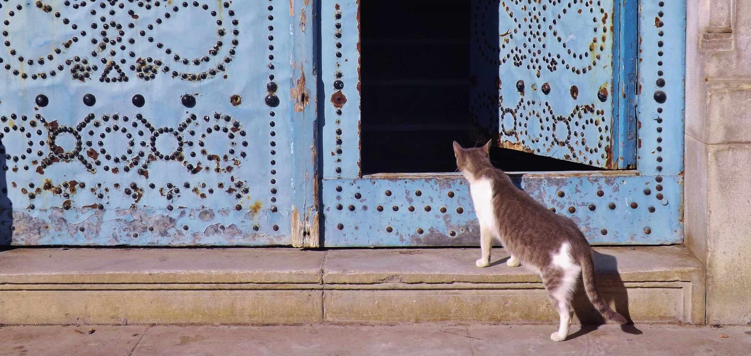 A cat looking through an open door.