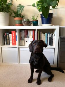 A picture of a brown dog sitting in front of a bookshelf with plants on it. 