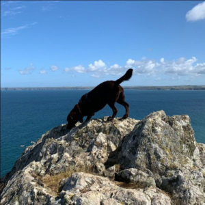 A photo of a brown dog on top of a rock with the sea in the background.
