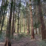 A photo of European woods in early spring