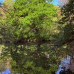Oak tree over the river taff