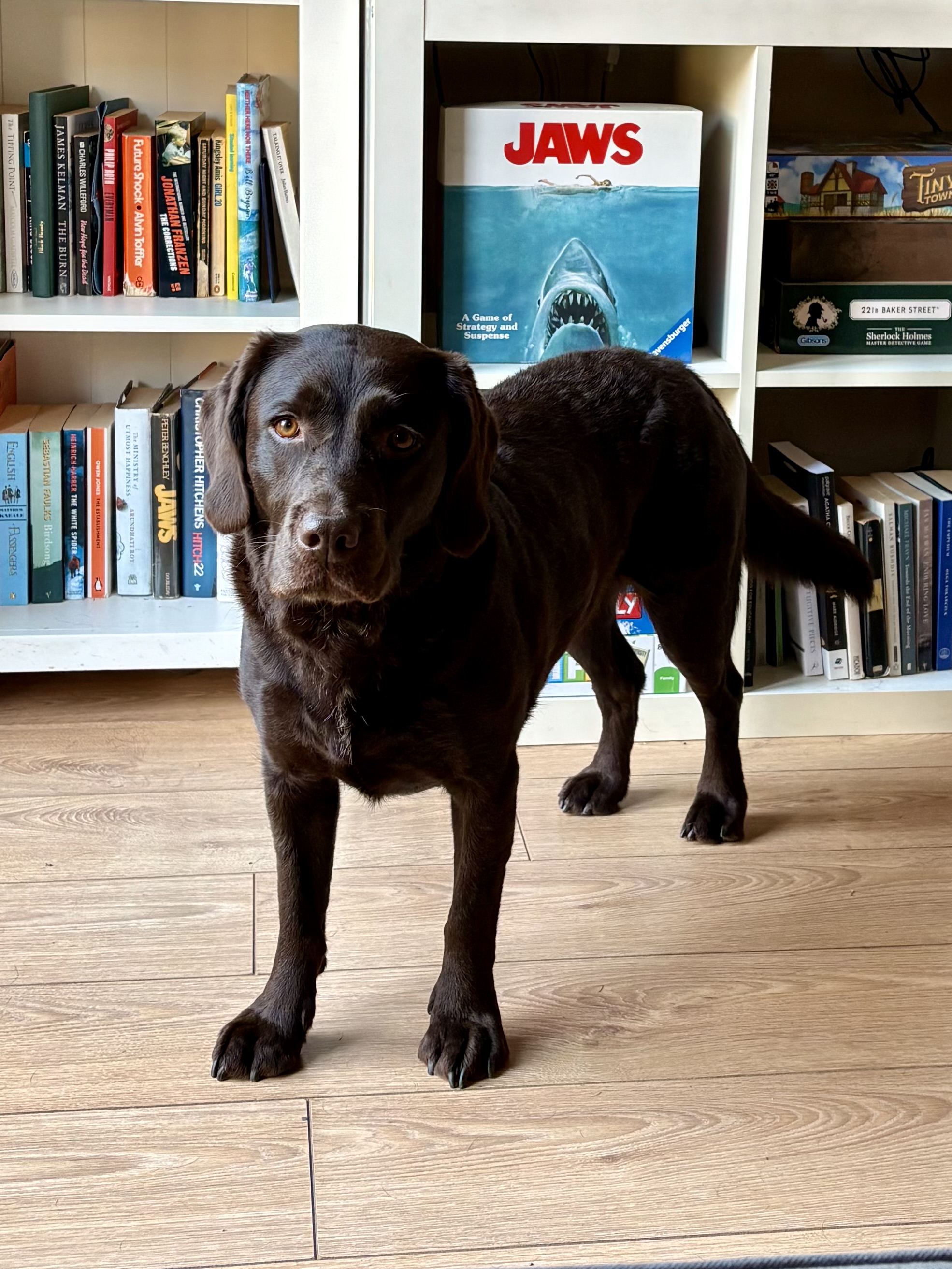 Posey in full shark posing mode.