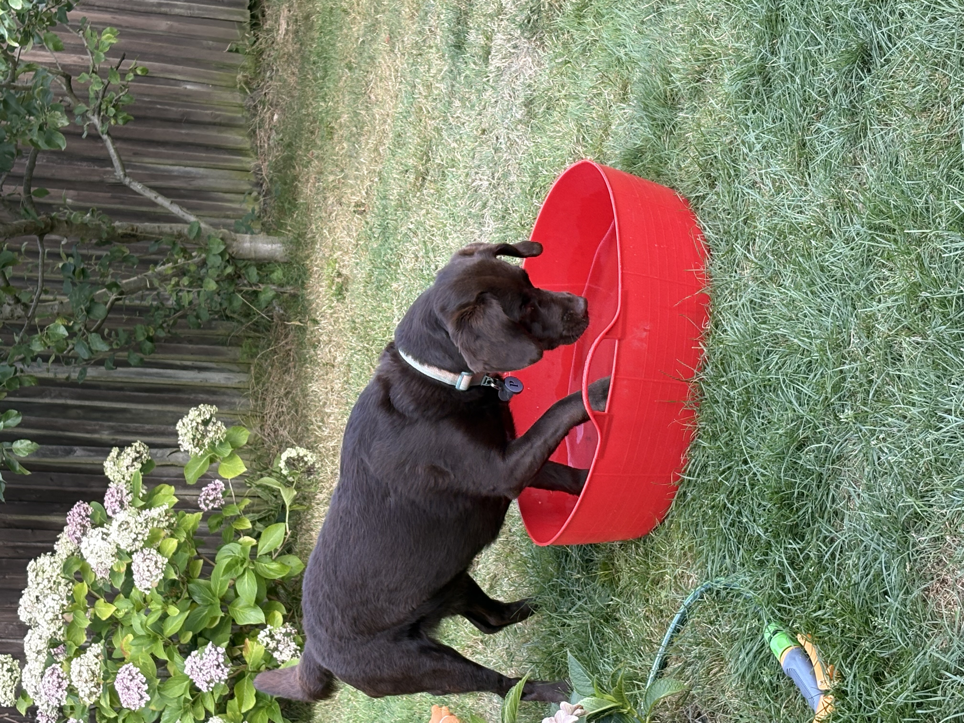 Summer play in the garden