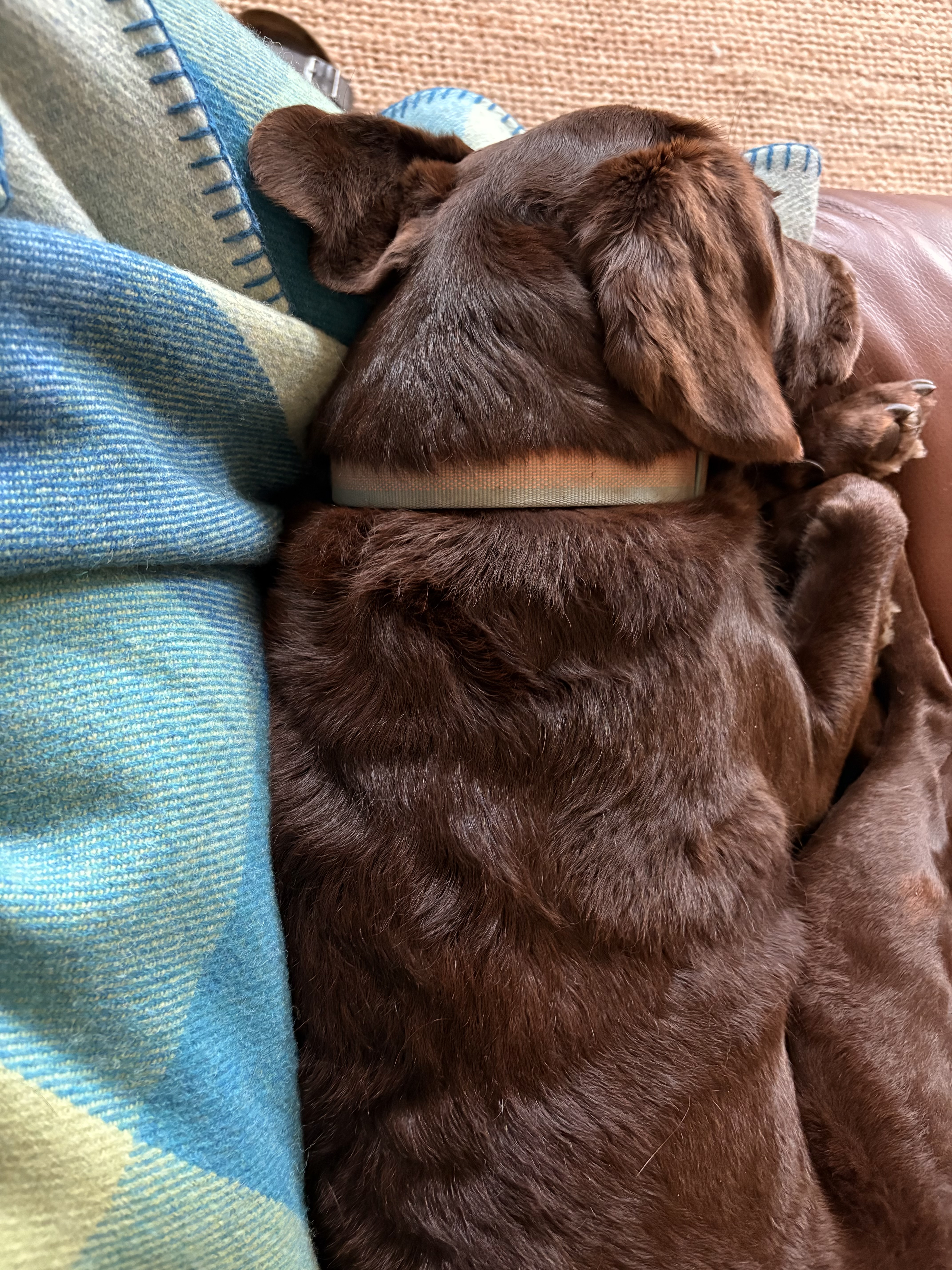 Cuddled up next to her favourite blanket.