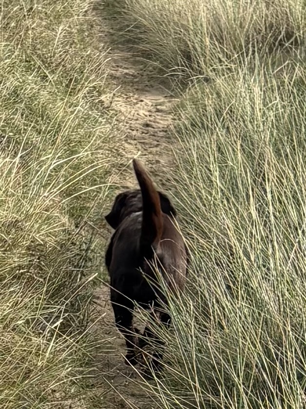 Exploring the dunes.