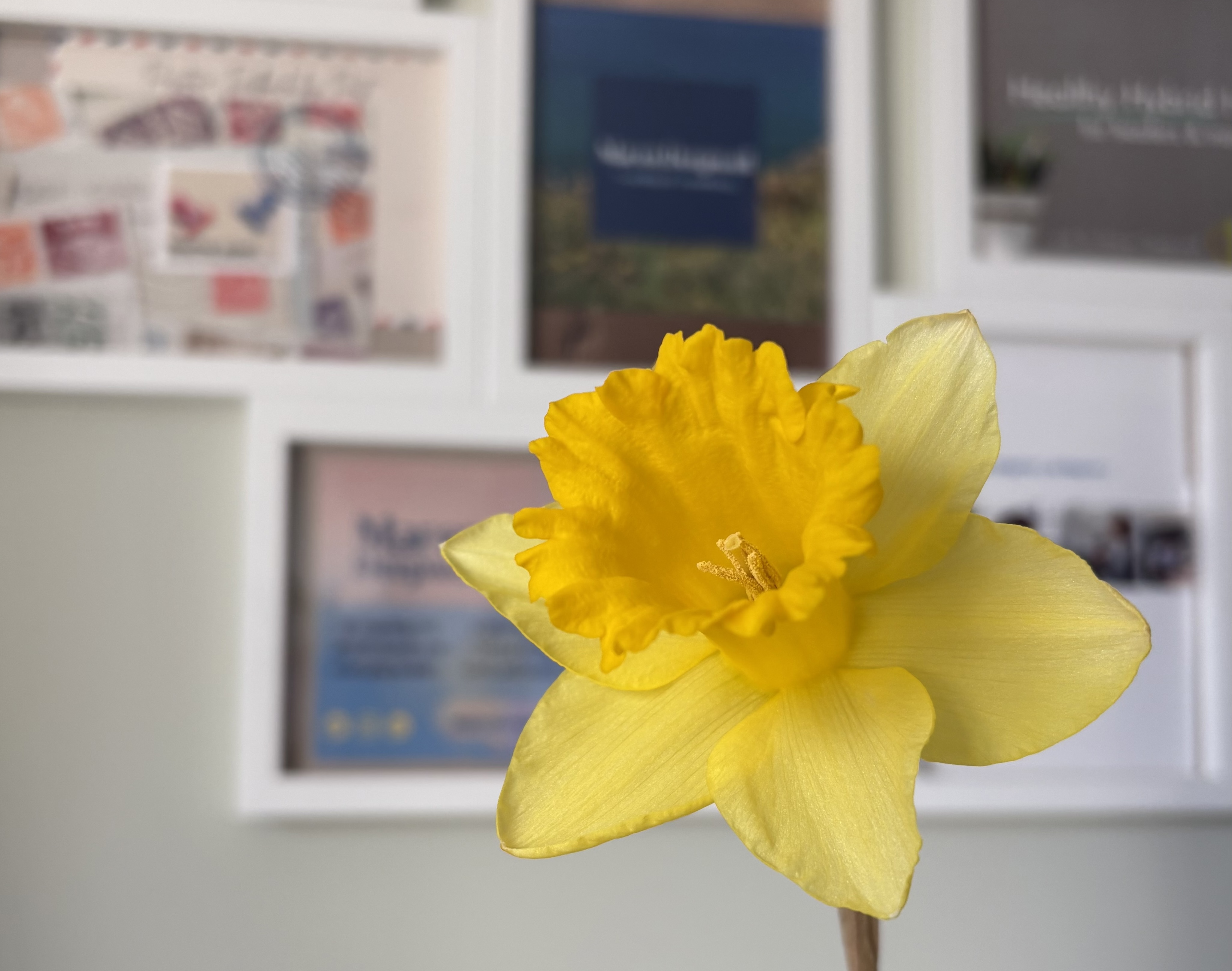 A daffodil blooms on my desk.