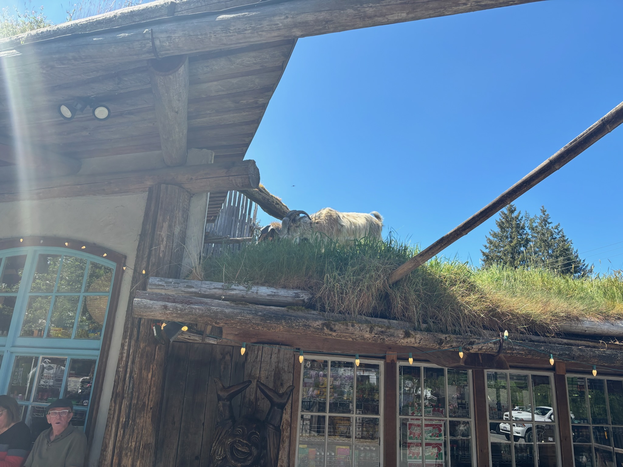 A photo of goats on the roof grazing on a deli at Coombs.